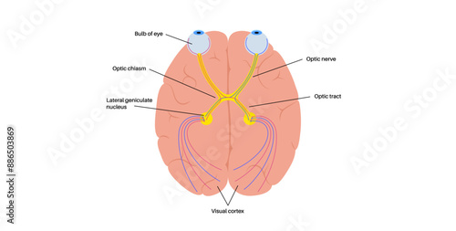 Optic nerve anatomy