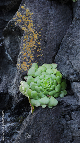 Rosette leaves of aeonium, close-up photo