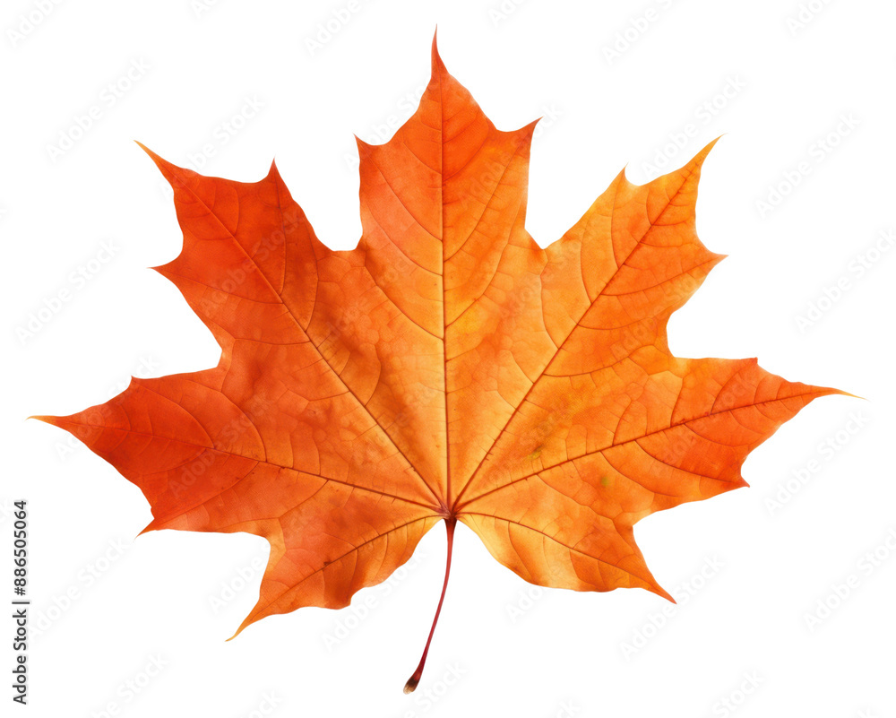 PNG Maple leaf plant tree white background. PNG Maple leaf plant tree white background.