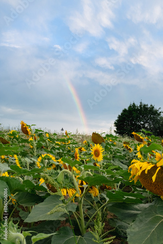 Sunflower field with beautiful clouds in full bloom with the rainbow in the background. The big golden sunflower field in the countryside