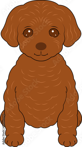 お座りする茶色のトイプードルの子犬