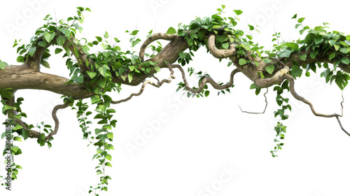 Twisting Jungle Vines: Liana Plants Climbing and Hanging on Tree Trunk isolated on transparent background