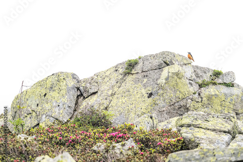 The rock thrush male on the rock in the Alps mountains (Monticola saxatilis)	 photo