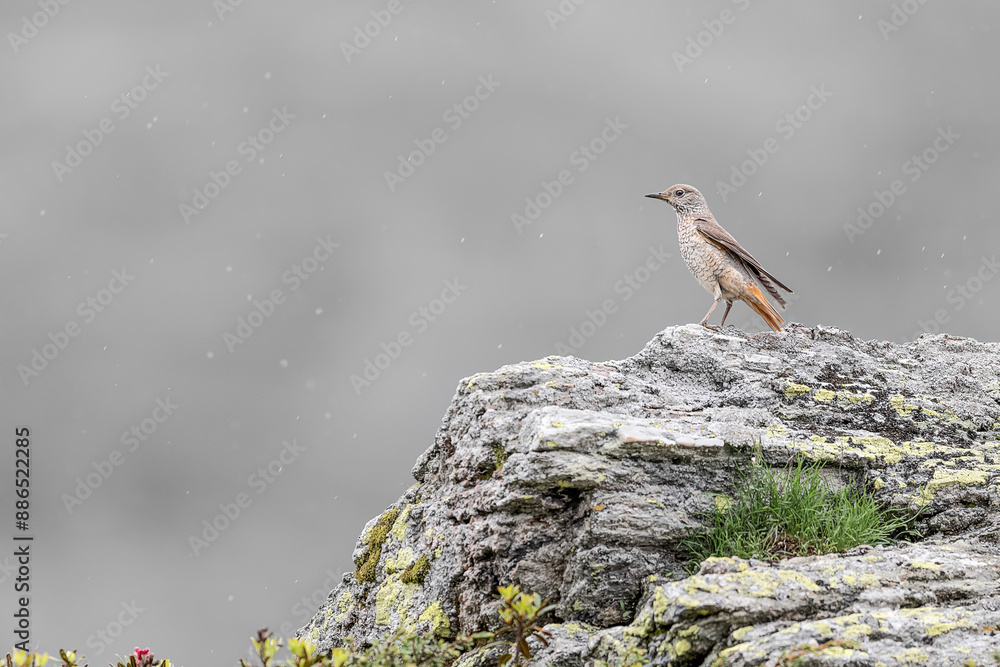 Under the rain, the beautiful rock thrush female (Monticola saxatilis) Under the rain, the beautiful rock thrush female (Monticola saxatilis)