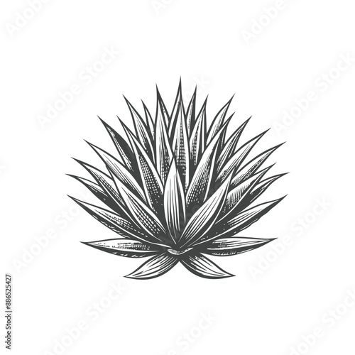 agave engraving hand drawn illustration vector