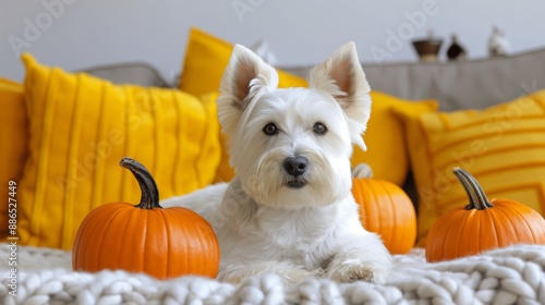 A white dog is laying on a bed with two pumpkins next to it. The scene has a cozy and warm atmosphere, with the dog and pumpkins creating a sense of comfort and relaxation