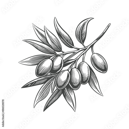 botanical olive branch engraving hand drawn illustration vector