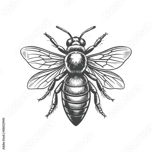 vintage bee engraving hand drawn illustration vector