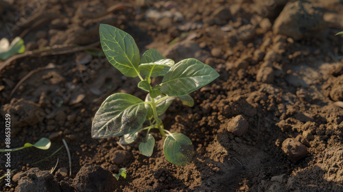 A young green plant sprouts vibrantly from the rich brown soil under the gentle glow of sunlight, symbolizing new life and growth.