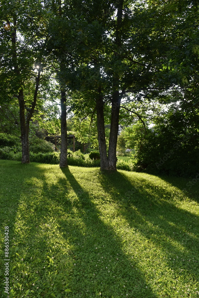 Trees in the park in summer, Sainte-Apolline, Québec, Canada Trees in the park in summer, Sainte-Apolline, Québec, Canada
