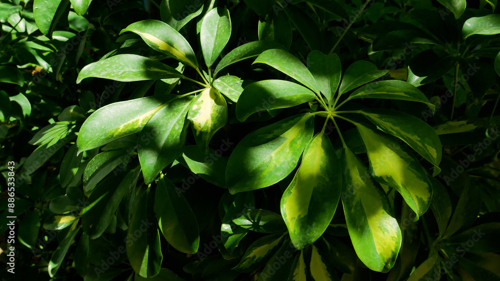 Large green leaves of tropical sheflera in the shade. Panorama. The atmosphere of the green tropics. Relax in the shade of greenery on a hot day. Large green leaves of tropical sheflera in the shade. Panorama. The atmosphere of the green tropics. Relax in the shade of greenery on a hot day.