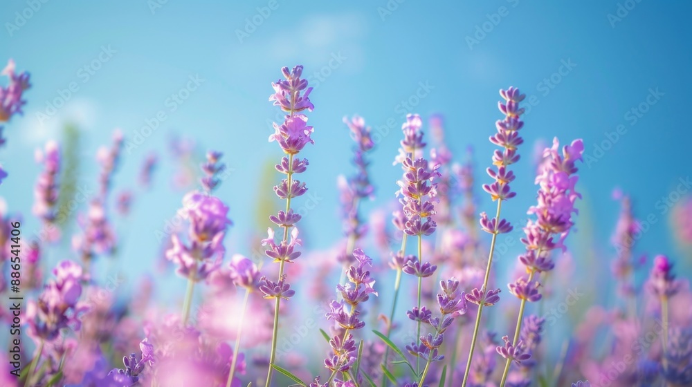 Naklejka premium Lavender Field in the Summer Sun.