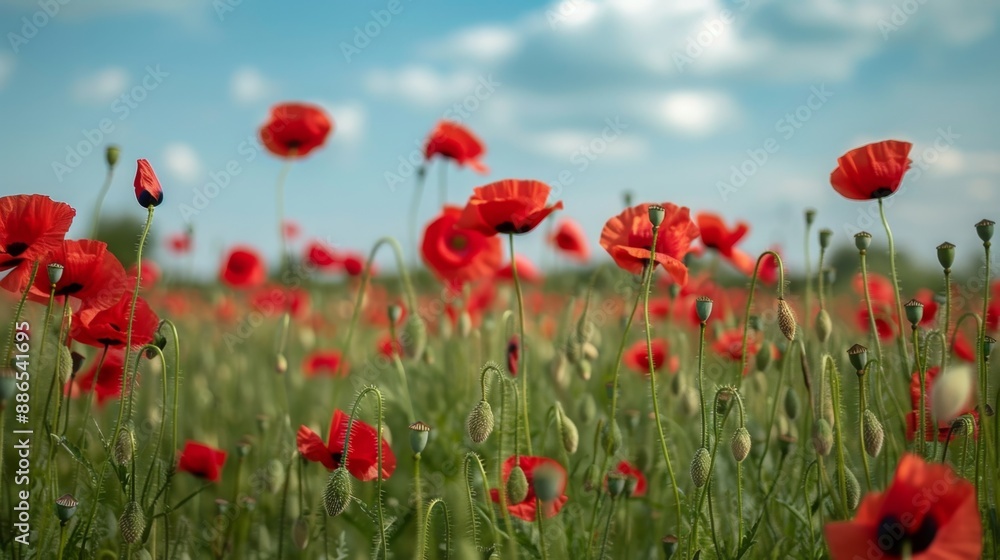 Red Poppies in a Field. Red Poppies in a Field.
