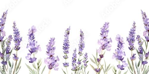 Watercolor lavender flowers on a white background perfect for wedding or birthday invitations. Concept Lavender Flowers, Watercolor Art, Wedding Invitations, Birthday Invitations, White Background © Anastasiia