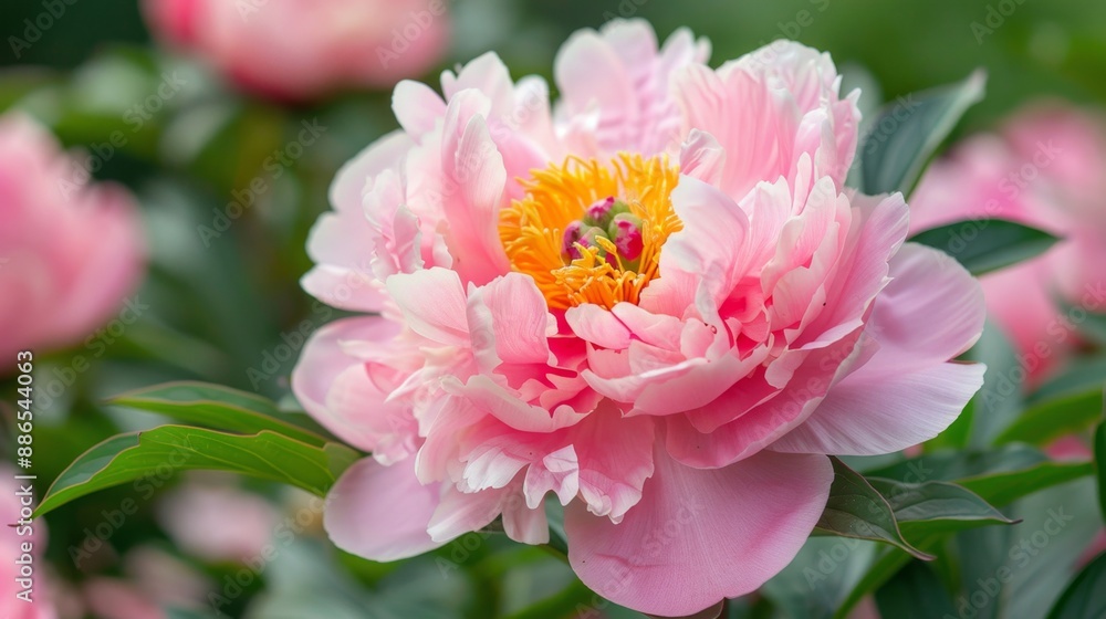 Delicate Pink Peony Blossom in Full Bloom Close-Up Shot Delicate Pink Peony Blossom in Full Bloom Close-Up Shot
