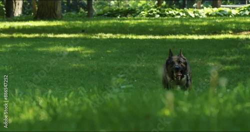 A German Shepherd is running in slow motion in the park on the green grass towards the camera. The K9 service dog is running towards the camera.
