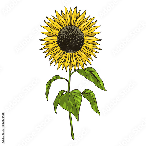 Blooming sunflower colorful detailed label
