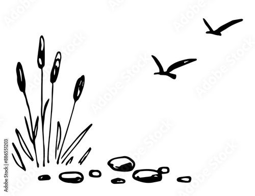 Lake shore, rivers, reeds, stones, seagulls in the sky. Nature and landscape, vegetation. Fishing, hunting. Simple hand drawn vector drawing with black outline, ink sketch.