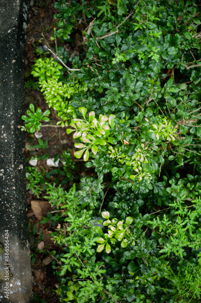 green moss on the wall green moss on the wall