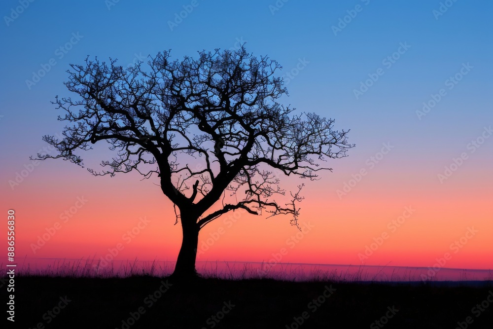 Lone Tree Silhouette Against Colorful Sunset Lone Tree Silhouette Against Colorful Sunset