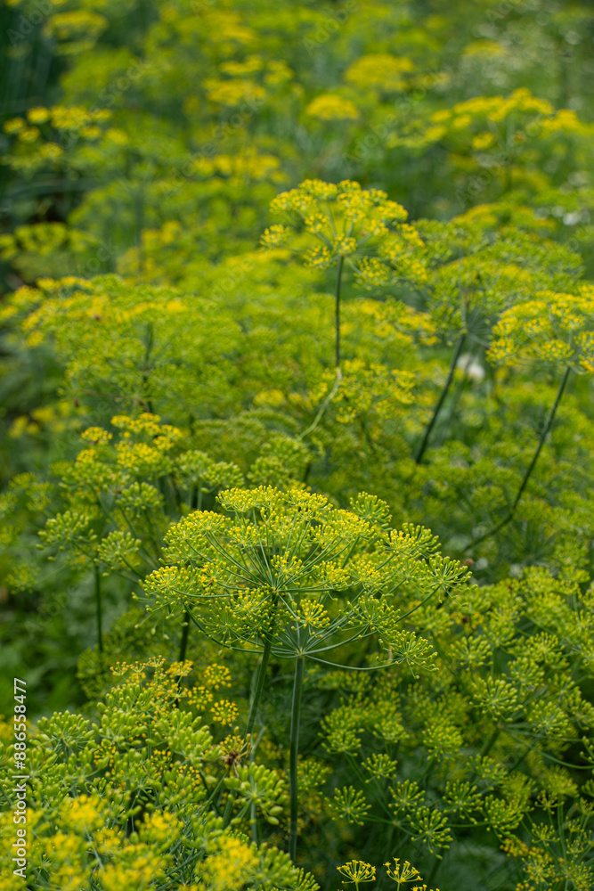 dill in bloom against a green and yellow background dill in bloom against a green and yellow background