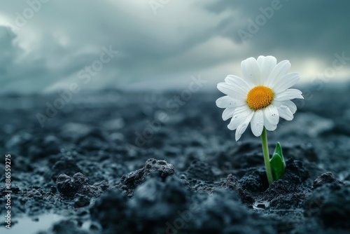 Solitary Daisy Against a Stormy Sky