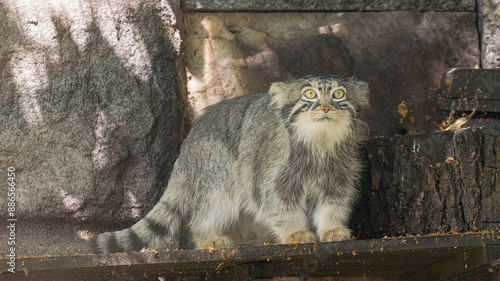 Pallas cat, (Otocolobus manul manul), standing on a wooden surface, with a rock wall in the background photo