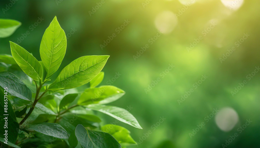 Close up of nature view green leaf on blurred greenery background under sunlight with bokeh and copy space using as background natural plants landscape, ecology wallpaper or cover concept. Close up of nature view green leaf on blurred greenery background under sunlight with bokeh and copy space using as background natural plants landscape, ecology wallpaper or cover concept.