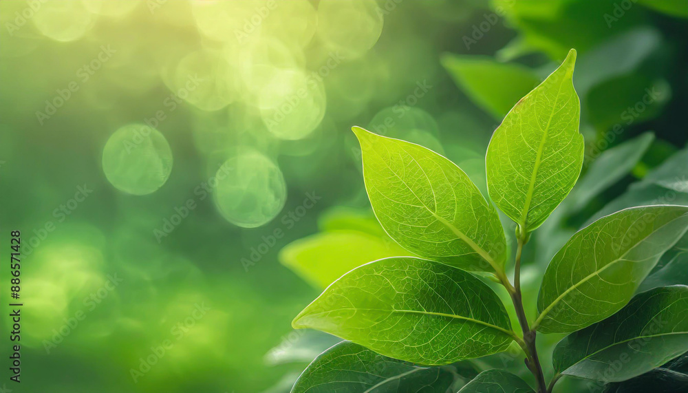 Close up of nature view green leaf on blurred greenery background under sunlight with bokeh and copy space using as background natural plants landscape, ecology wallpaper or cover concept. Close up of nature view green leaf on blurred greenery background under sunlight with bokeh and copy space using as background natural plants landscape, ecology wallpaper or cover concept.
