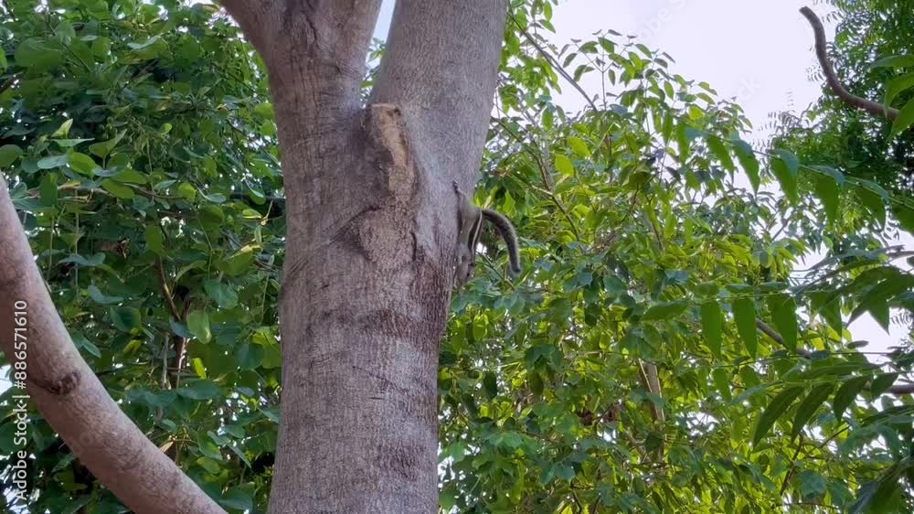 squirrel playing on the tree with sound squirrel playing on the tree with sound