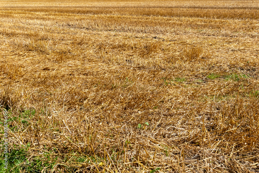 Fototapeta premium harvested cereal field in the sun