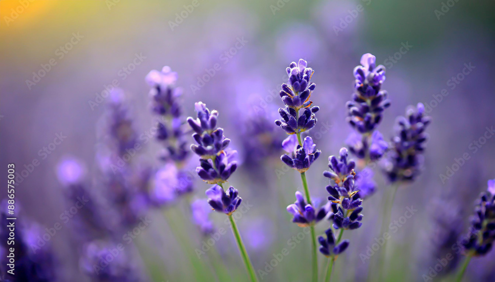 close up shot of lavender flowers close up shot of lavender flowers