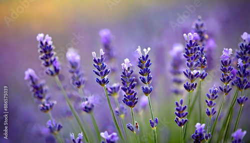 close up shot of lavender flowers