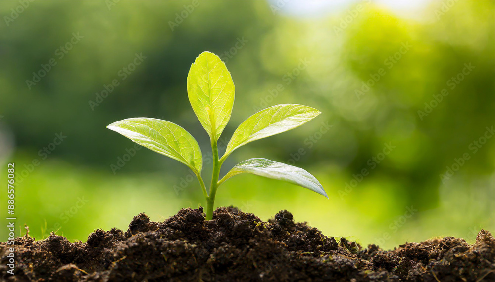 Obraz premium Close up Young plant growing over green background