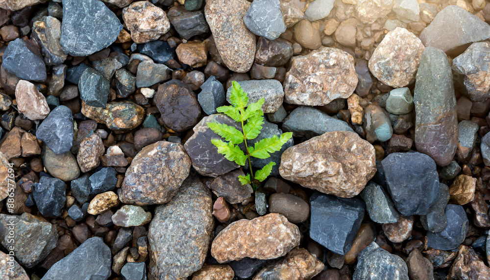 Plant growing from crack in asphalt Plant growing from crack in asphalt