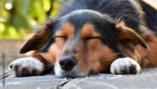 Cute dog sleeping comfortably on sofa with space for text on left top side of image