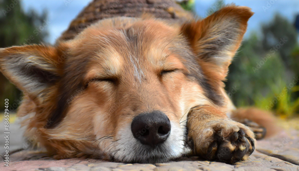 Cute dog sleeping comfortably on sofa with space for text on left top side of image Cute dog sleeping comfortably on sofa with space for text on left top side of image