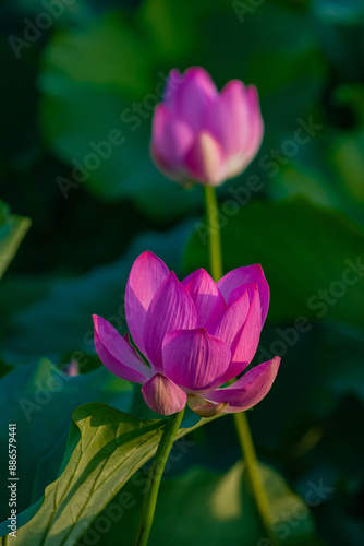 In summer, red lotus flowers are particularly bright against the backdrop of green lotus leaves