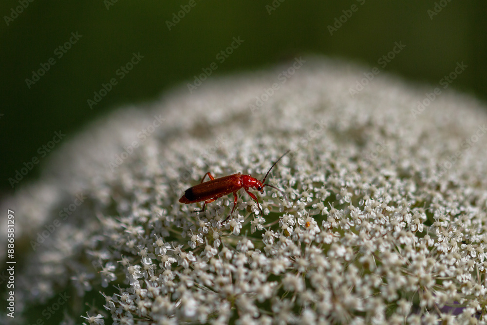 Rotgelber Weichkäfer auf einer Blüte, Makro Rotgelber Weichkäfer auf einer Blüte, Makro
