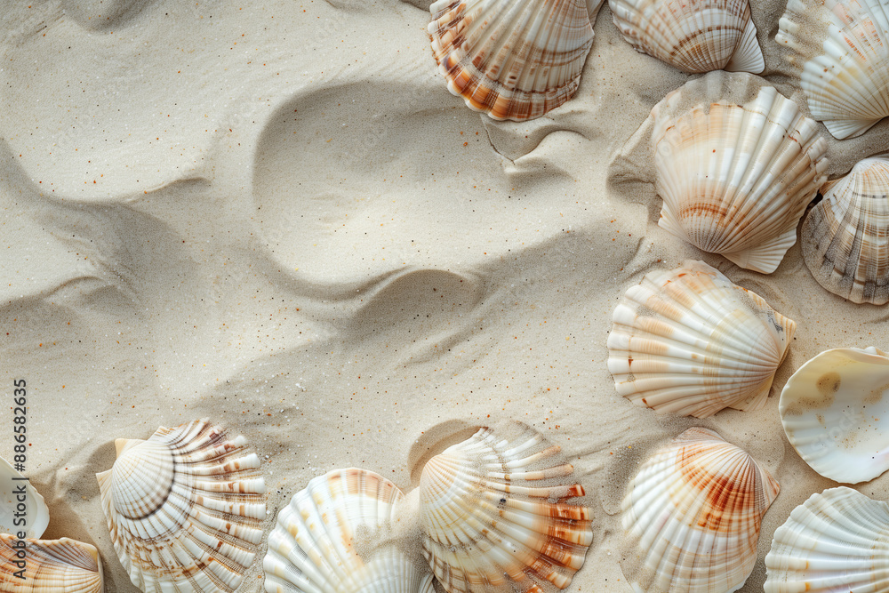 Sea scallop shells pattern close up detail under sea ocean water, beach ...