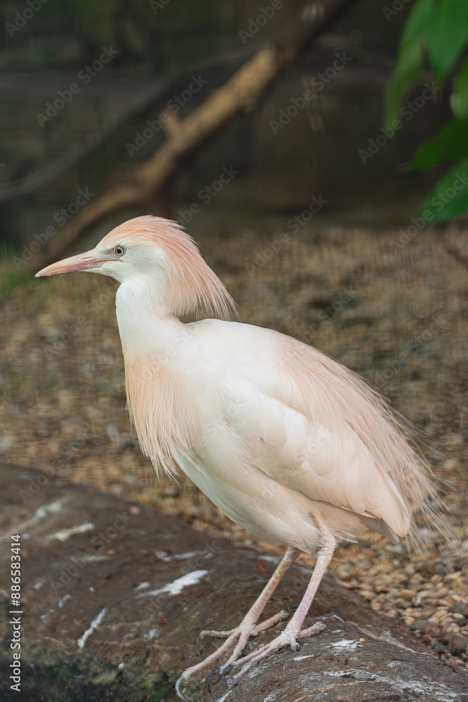 western cattle egret, (Bubulcus ibis), standing near the water's edge western cattle egret, (Bubulcus ibis), standing near the water's edge
