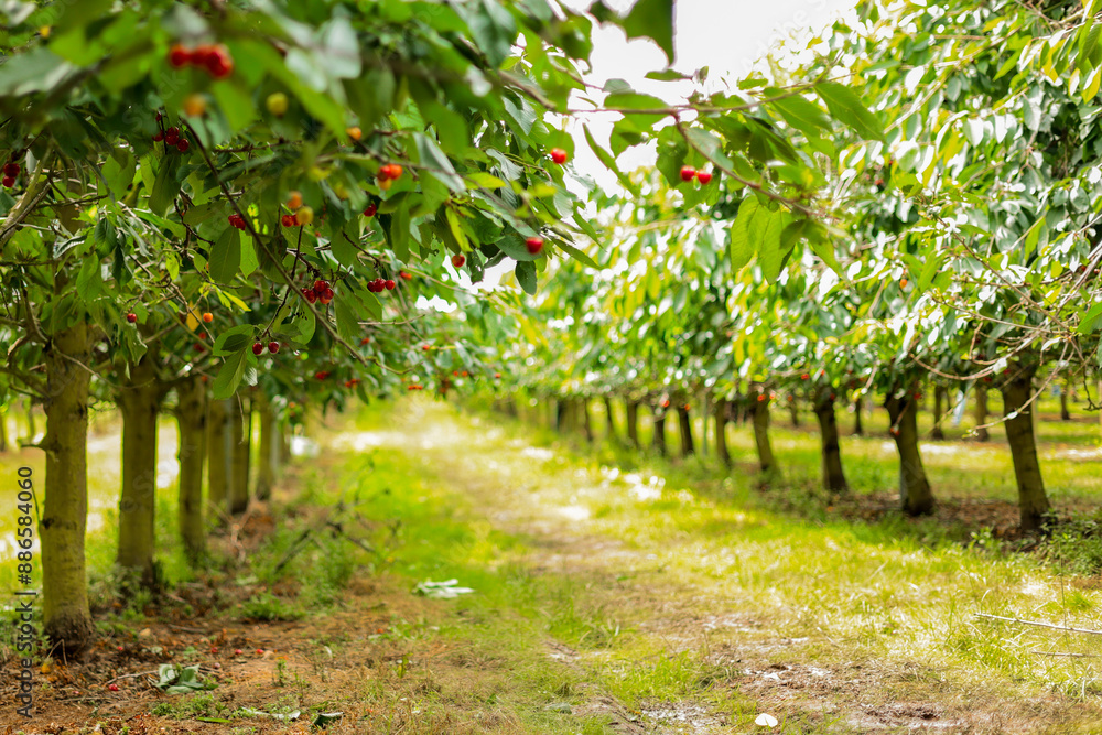 Cherry plantations. Juicy cherries on a tree branch. Harvest season Cherry plantations. Juicy cherries on a tree branch. Harvest season