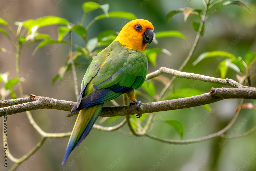 Jandaya Parakeet - Aratinga jandaya, small beautiful colored Neotropical parrot native to forests and wooded habitats in northeastern Brazil. Jandaya Parakeet - Aratinga jandaya, small beautiful colored Neotropical parrot native to forests and wooded habitats in northeastern Brazil.