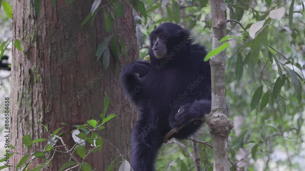 a sumartran siamang sits on a branch and eats part of a fruit in the rainforest of gunung leuser national park on sumatra, indonesia a sumartran siamang sits on a branch and eats part of a fruit in the rainforest of gunung leuser national park on sumatra, indonesia