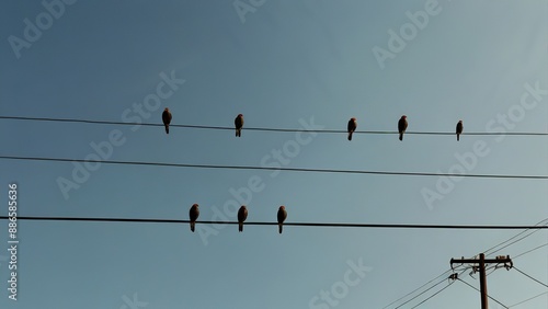 birds on wire