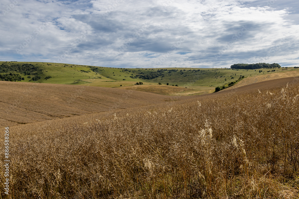 Rapeseed crops after flowering, on a summer's day in rural Sussex Rapeseed crops after flowering, on a summer's day in rural Sussex