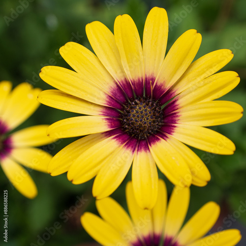 Osteospermum is a plant originating from areas of southern Africa. In its homeland it is a perennial, but in Slovakia it is grown as an annual because it is not frost-resistant.