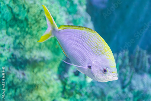  yellow and blueback fusilier, (Caesio teres), swimming near the rocks photo