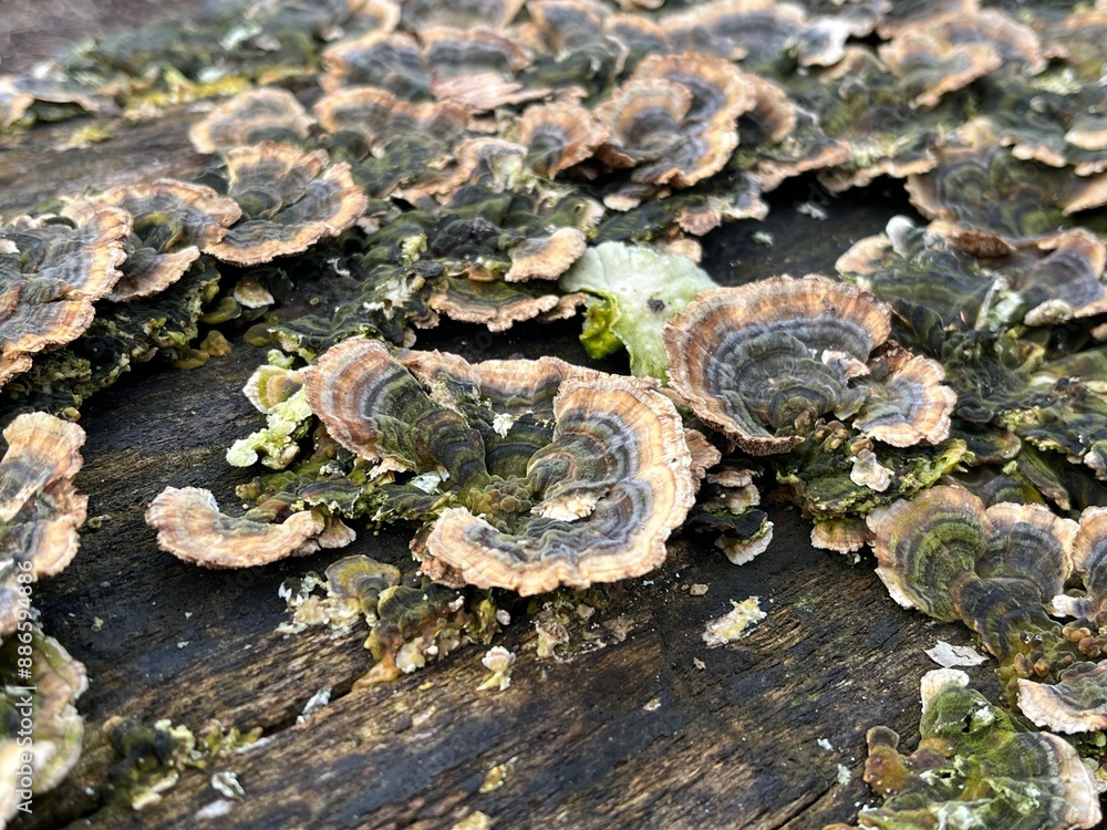 mushrooms on the tree mushrooms on the tree