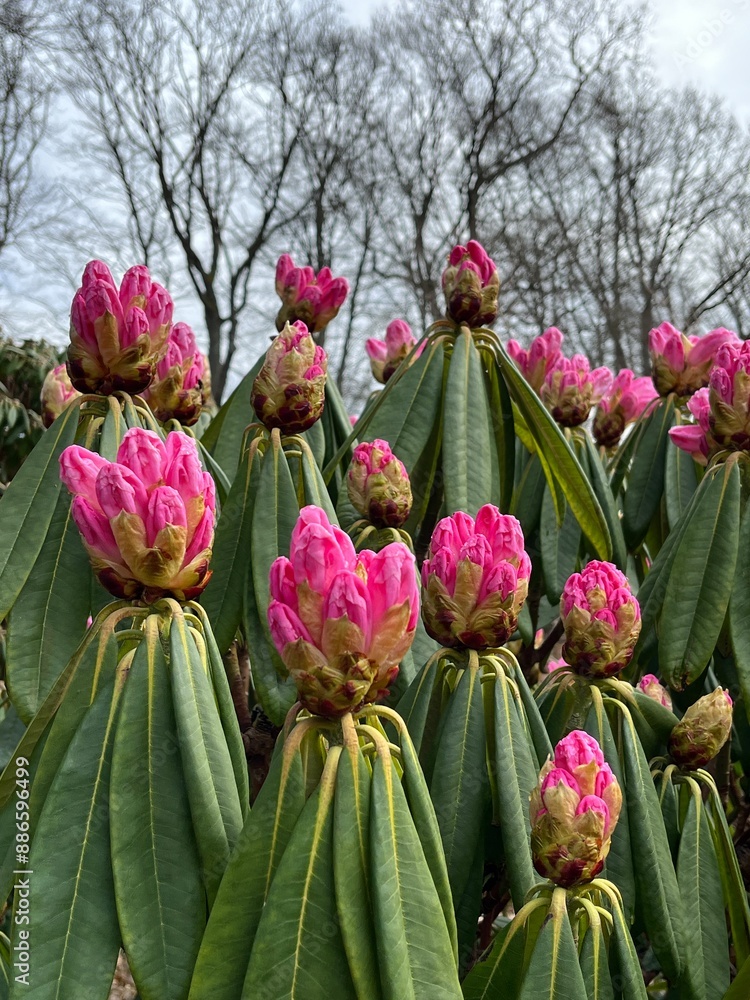 Fototapeta premium pink rhododendron flowers with dew drops